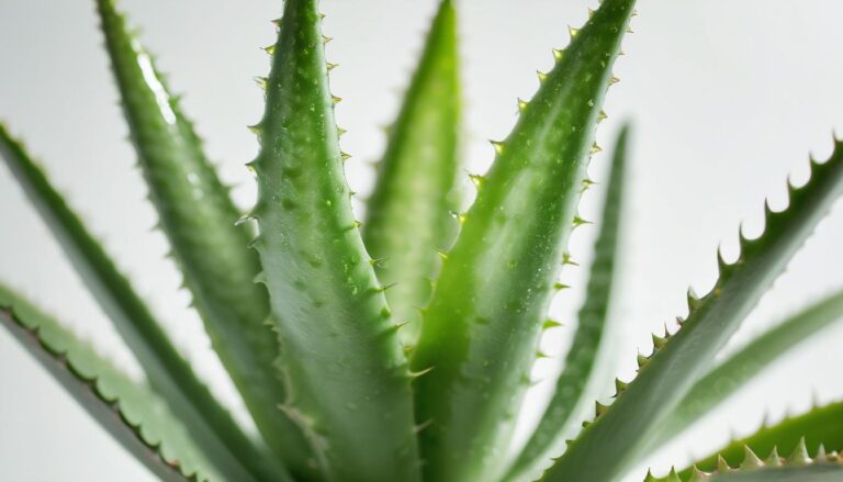aloe vera for hair